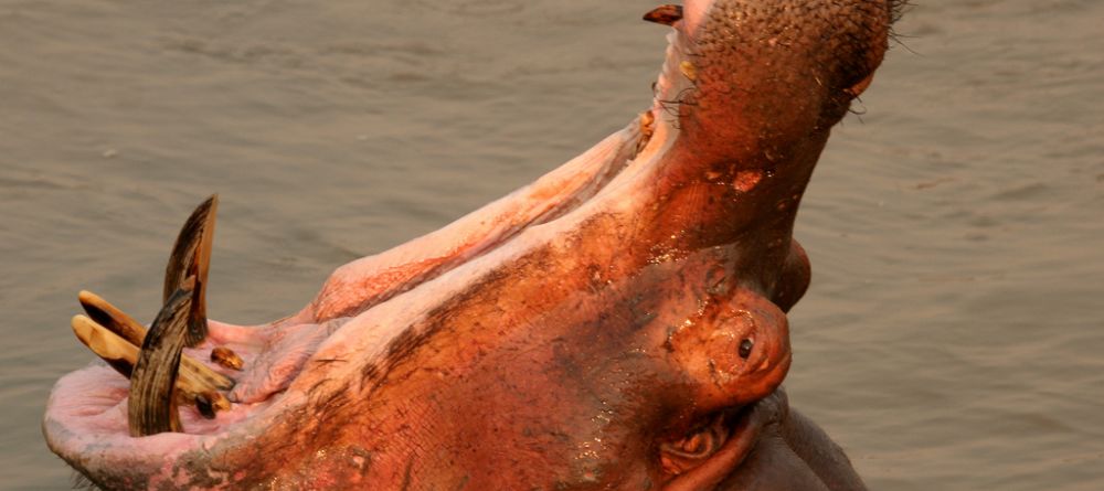 Kaingo Camp, South Luangwa National Park, Zambia - Image 7