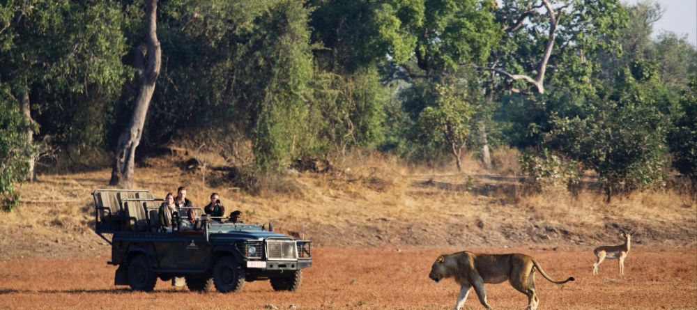 Kakuli Lion on Prowl - Image 8