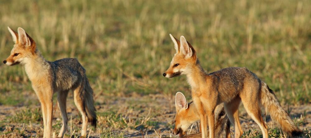 Kalahari Plains Camp, Central Kalahari Game Reserve, Bostwana - Image 8