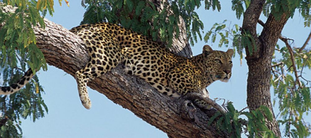 Leopard in South Luangwa National Park - Image 10
