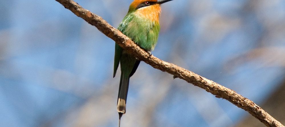 Kapinga Camp, Kafue National Park, Zambia  Â© Dana Allen - Image 10