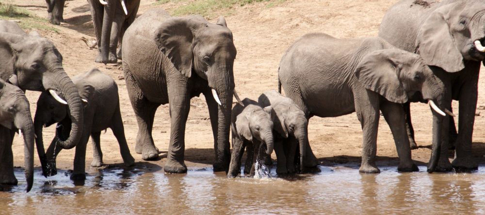 Elephants and hippos at Karen Blixen Camp, Masai Mara National Reserve, Kenya - Image 5