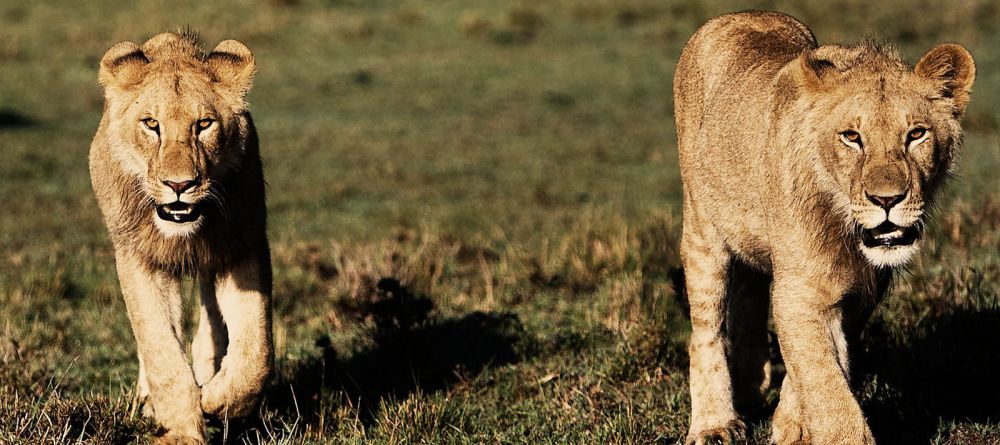 Lionesses at Karen Blixen Camp, Masai Mara National Reserve, Kenya - Image 6