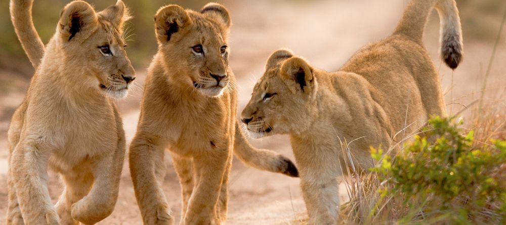 Kariega River Lodge - Image 6