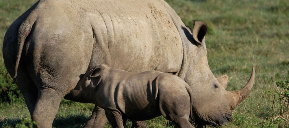 White Rhino on Kariega Reserve - Image 4