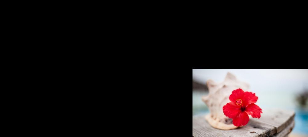 Beautiful shells and flowers offer tropical touches at Kasha Boutique Hotel, Zanzibar, Tanzania - Image 13