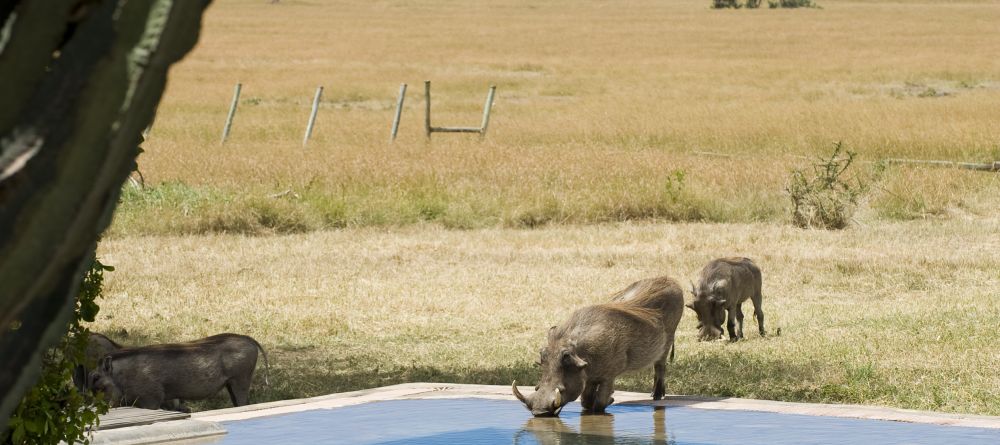 Kichwa Tembo, Masai Mara National Reserve, Kenya Â© AndBeyond - Image 2
