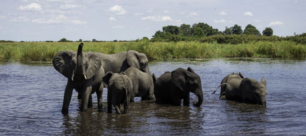 Elephants in water - Image 6