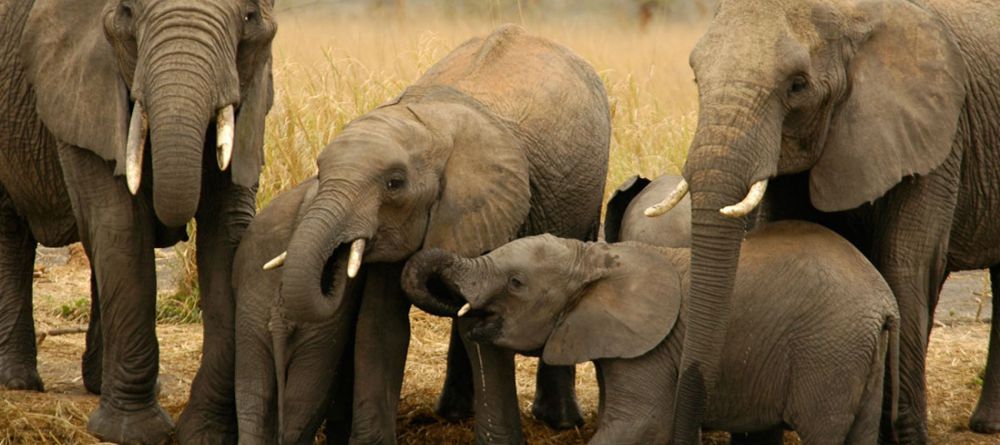 Kipalo Hills, Tsavo West, Kenya - Image 4