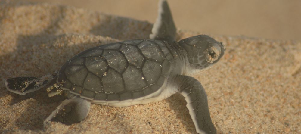 Kiwayu Safari Village, Kiwayu, Kenya - Image 14