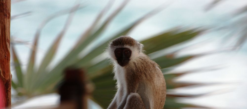 Kiwayu Safari Village, Kiwayu, Kenya - Image 4