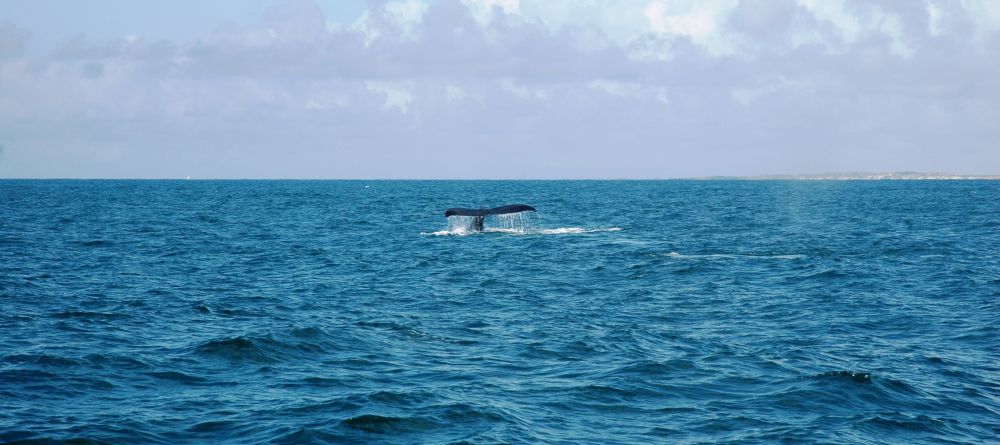 Kiwayu Safari Village, Kiwayu, Kenya - Image 6