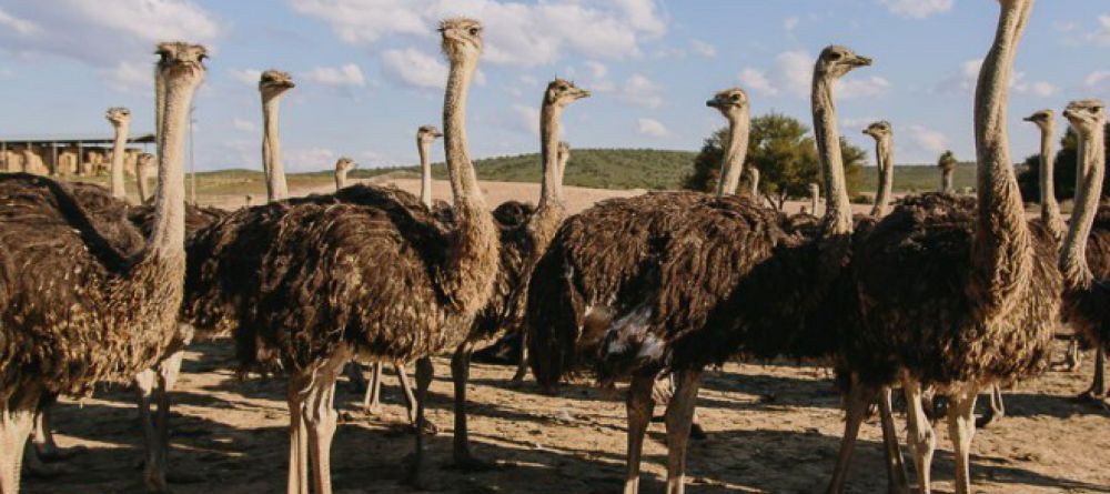 Africamps Klein Karoo - Image 1