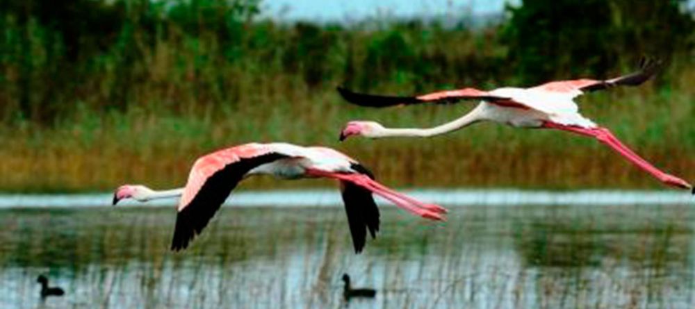 Kosi Forest Lodge - Image 1