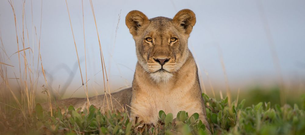 King Lewanika Camp - Image 11