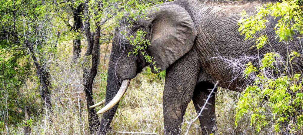 Khoka Moya Camp - Image 1