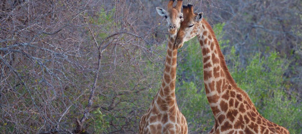 Kapama Southern Camp - Image 4