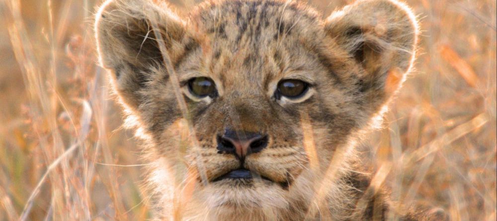 Kambaku Safari Lodge - Image 6