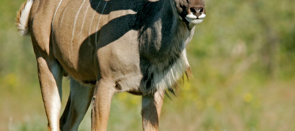 A kudu at Leopard Hills Safari Lodge, Sabi Sands Game Reserve, South Africa - Image 2