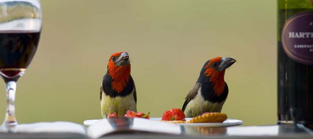 Lagoon Camp, Linyati Wetlands, Botswana - Image 6
