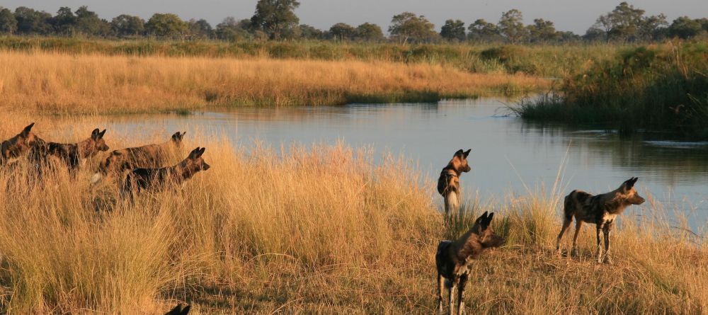 Lagoon Camp, Linyati Wetlands, Botswana - Image 2