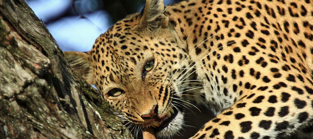 Lebala leopard - Image 11