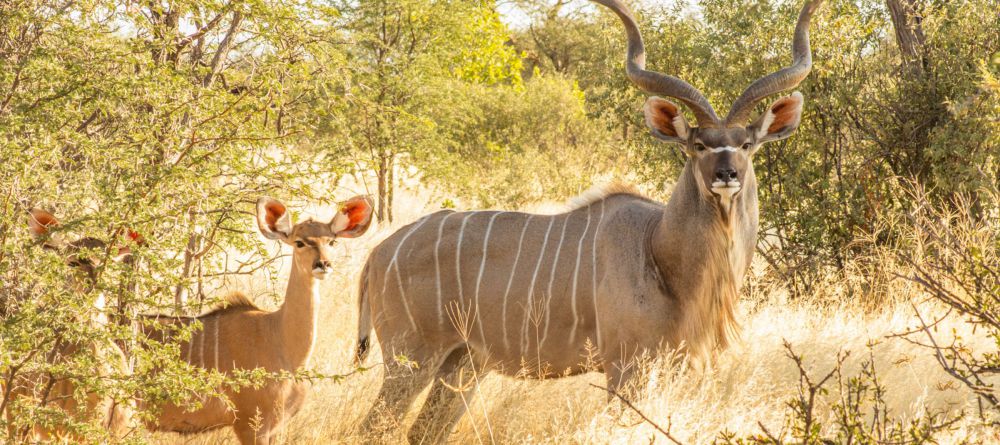 Kudu at Tau Pan Camp, Central Kalahari Game Reserve, Botswana - Image 2