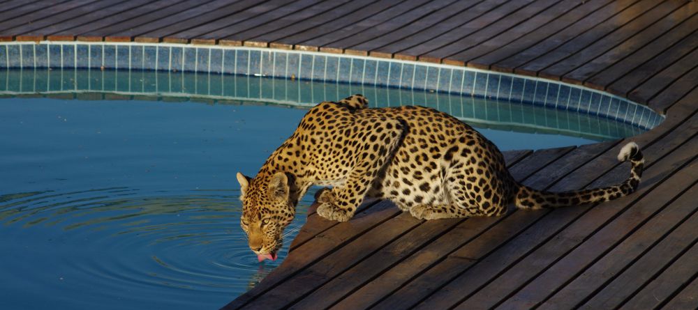 Leopard at Tau Pan Camp, Central Kalahari Game Reserve, Botswana - Image 3