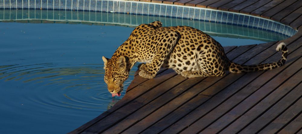 Tau Pan leopard at the pool - Image 11