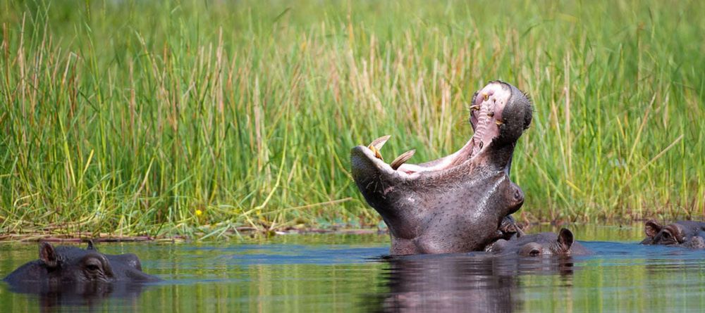 Kwetsani Camp, Okavango Delta, Botswana - Image 23