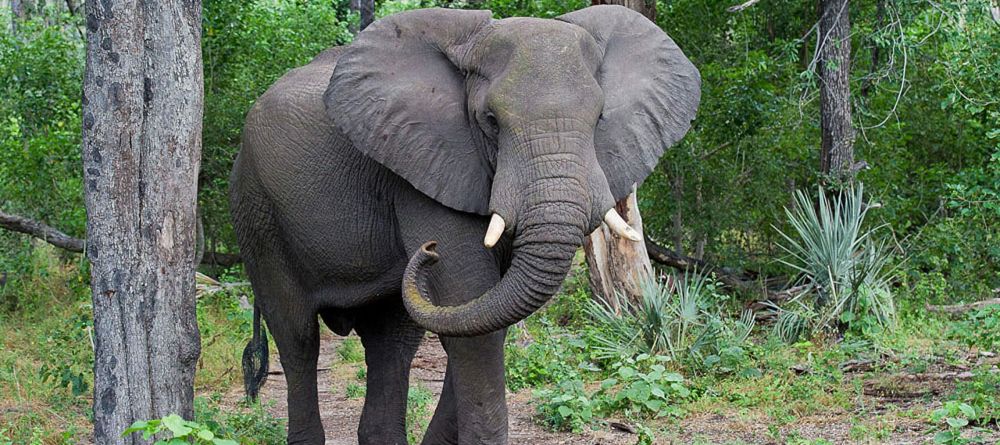 Kwetsani Camp, Okavango Delta, Botswana - Image 1