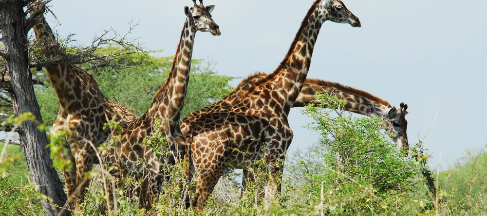 A herd of giraffes at Lake Manze Tented Camp, Selous National Park, Tanzania - Image 14