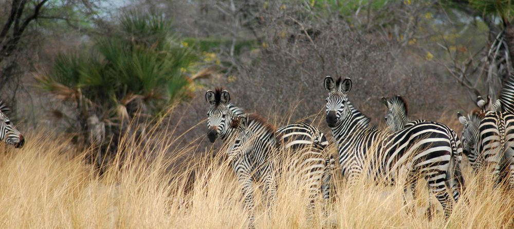 A herd of zebras at Lake Manze Tented Camp, Selous National Park, Tanzania - Image 15