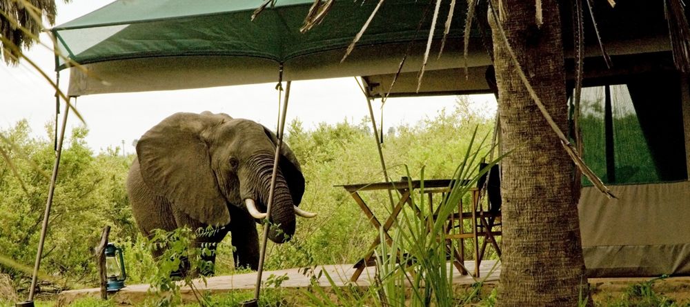 An elephant visits one of the guest tents at Lake Manze Tented Camp, Selous National Park, Tanzania - Image 8