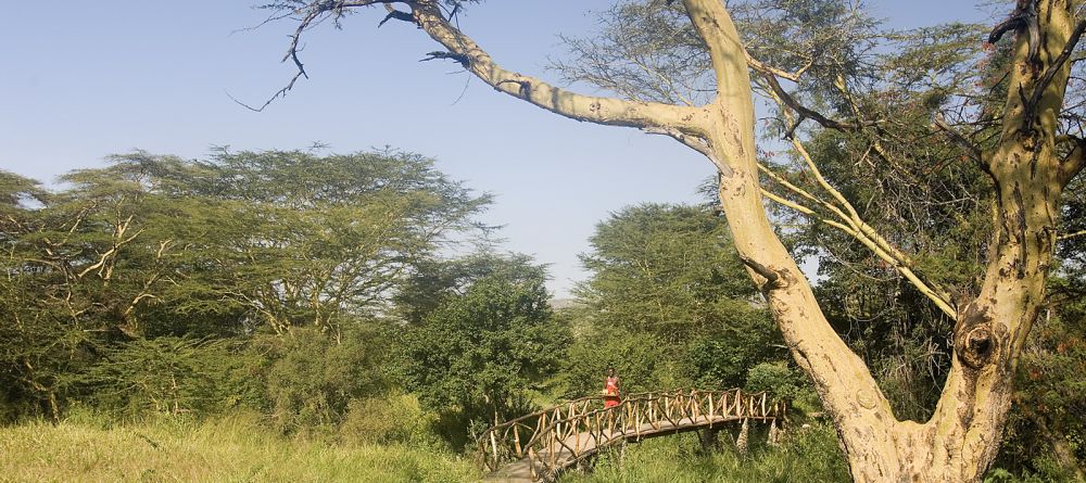 Leleshwa  Camp, Masai Mara National Reserve, Kenya - Image 10