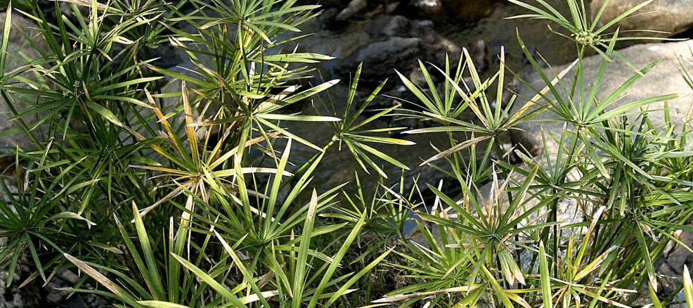 Leleshwa  Camp, Masai Mara National Reserve, Kenya - Image 12