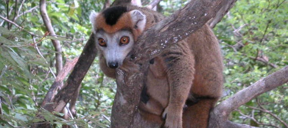 Lemur - Image 5