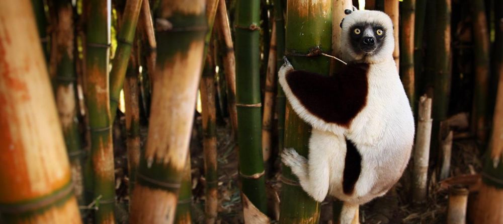 Bush House, Palmarium, Madagascar - Image 3