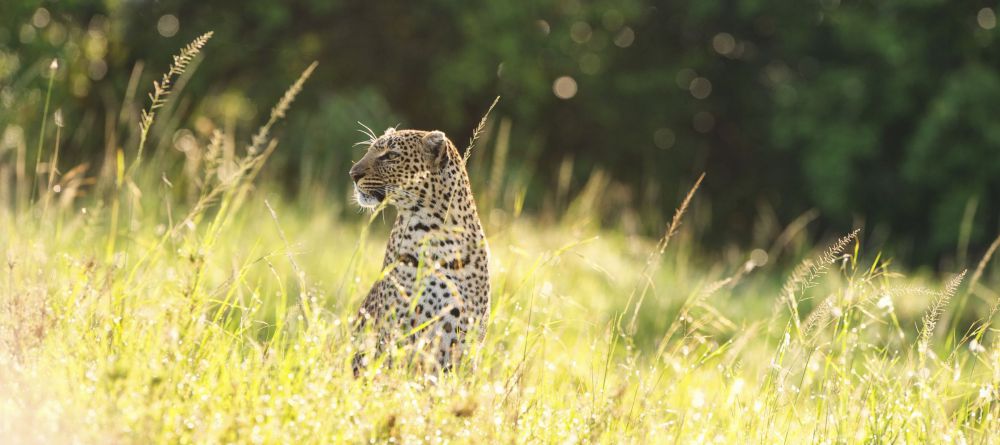 Nomadic Camp, Masai Mara National Reserve, Kenya - Image 12