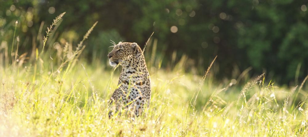 Topi House, Masai Mara National Reserve, Kenya - Image 4