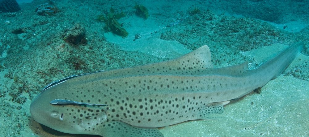 Leopard Shark- Rocktail Beach Camp, KwaZulu-Natal, South Africa Â© Anthony Grote - Image 3