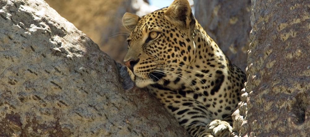 Leopard at Selous Impala Camp, Selous National Park, Tanzania - Image 31
