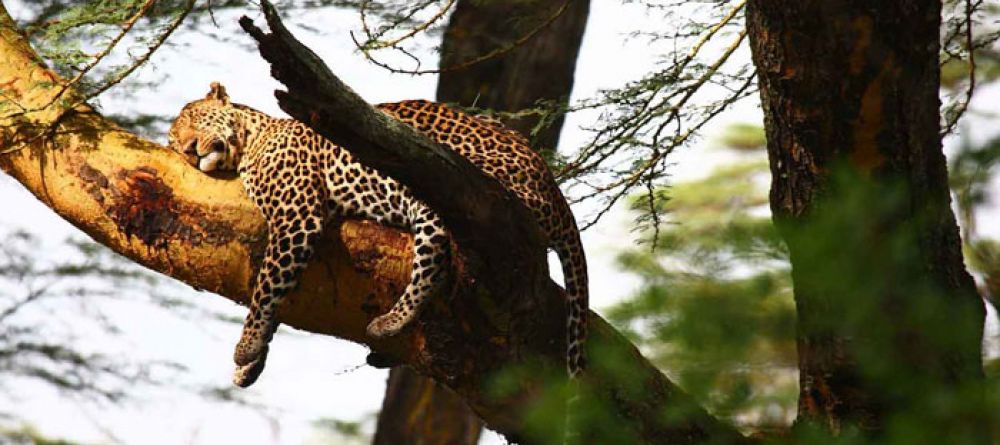 Sarova Lion Hill Game Lodge - Leopard - Image 4