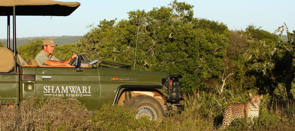 Shamwari Game Reserve leopard - Image 4