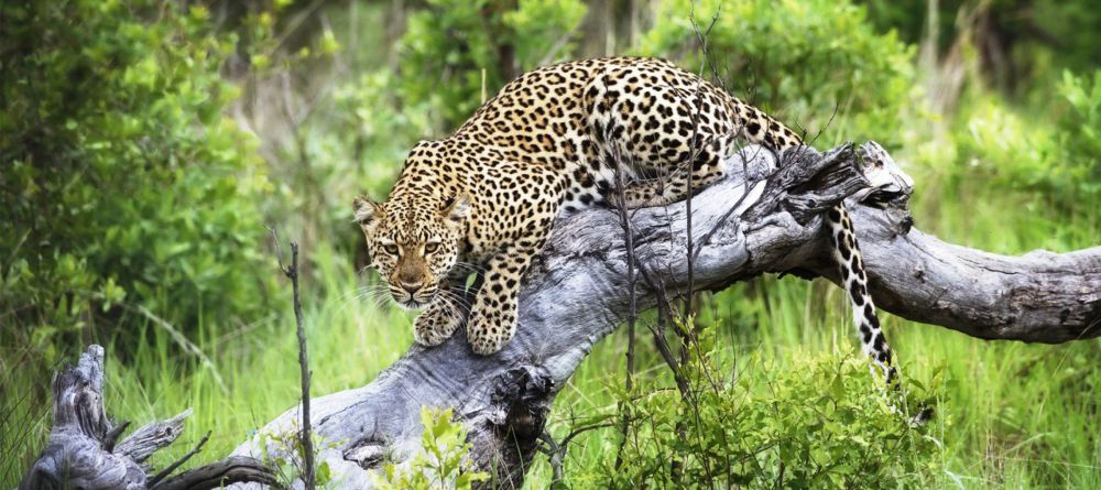 Camp Moremi - Image 9