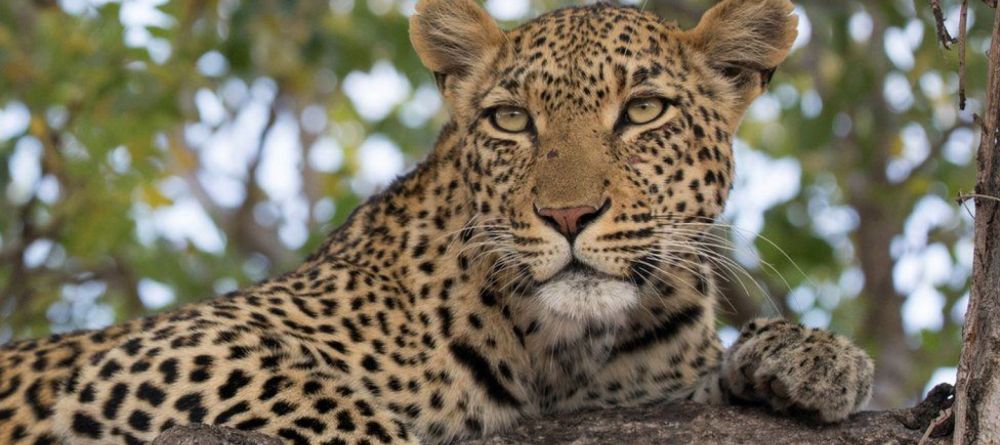 Kruger Shalati Lodge - Image 1