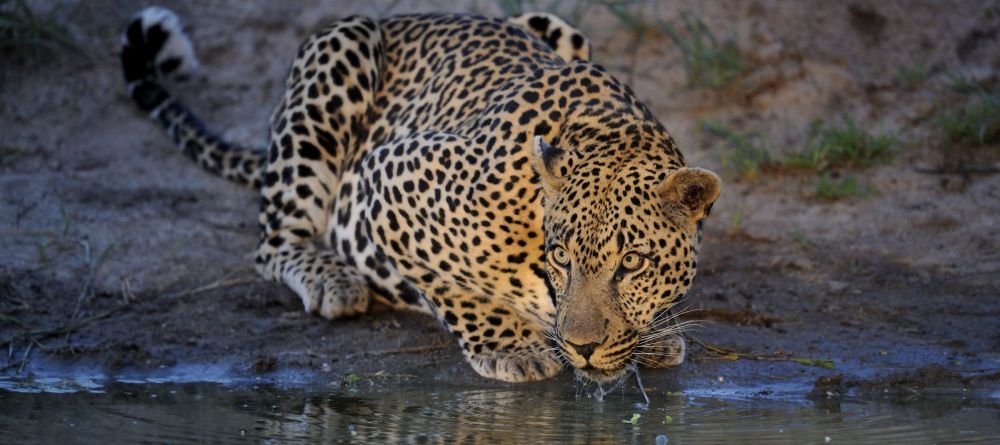 Sabi Sabi - Image 5