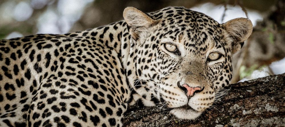 Kuro Tarangire - Image 2