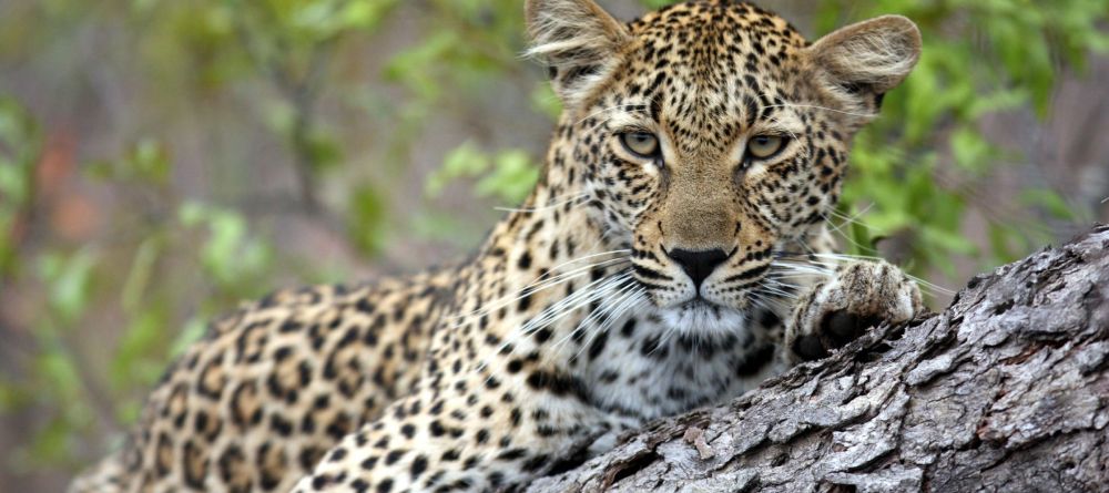 Savanna Lodge - Image 3