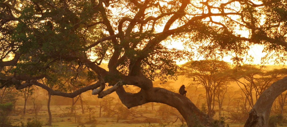 Leopard Hill - Image 5